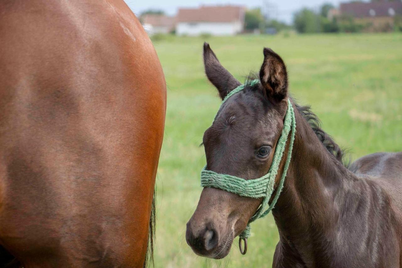 Hajdu Lovasudvar Hortobágy Exteriér fotografie